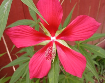 30- Red Texas Star Hibiscus Seeds