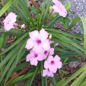 May include: A cluster of light pink flowers with dark purple centers, surrounded by long, green leaves. The flowers have a trumpet-like shape and are in full bloom. The plant is set against a natural background.