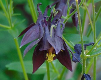 Black Columbine Seeds (Aquilegia atrata)