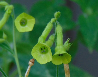 Green Flowering Tobacco (Nicotiana langsdorfii)