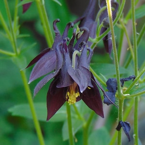 Black Columbine Seeds (Aquilegia atrata)