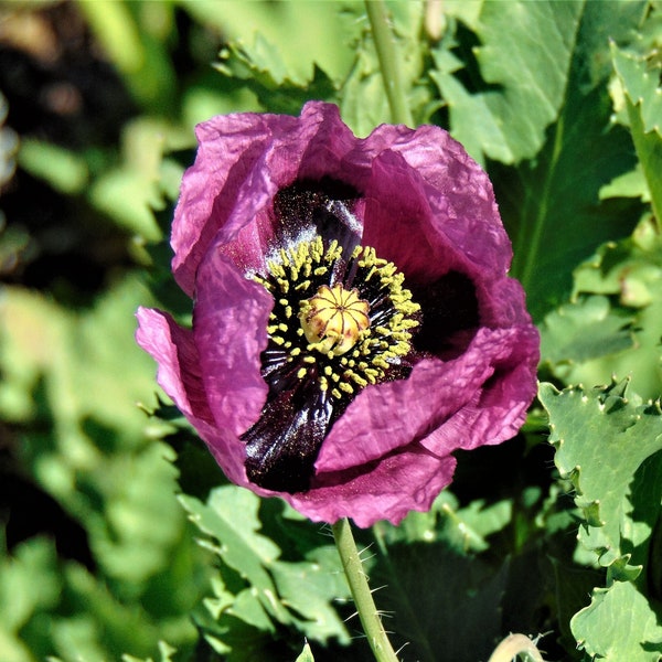 Purple Poppy Seeds (Papaver setigerum)