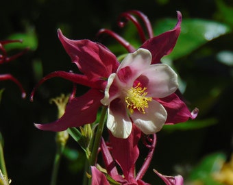 Red Columbine Seeds (Aquilegia caerulea)