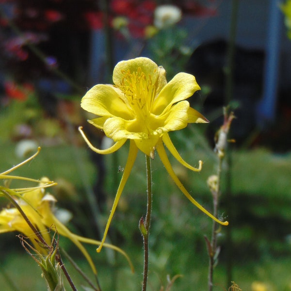 Golden Columbine Seeds (Aquilegia chrysantha)