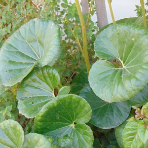 Leopard Plant Seeds (Ligularia tussilaginea 'Gigantea')