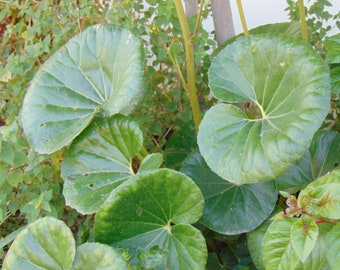 Leopard Plant Seeds (Ligularia tussilaginea 'Gigantea')