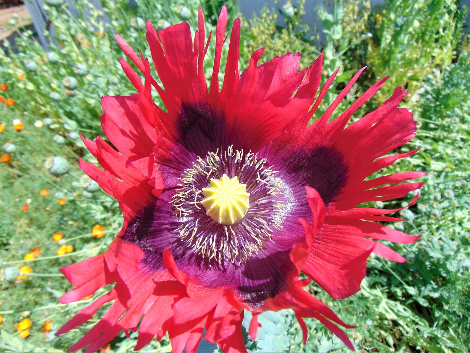 Kachwee Red Breadseed Poppy Papaver somniferum Etsy