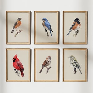 Vogel Print Set 6 Stück, Gartenvogel Print Bundle, Mini Vogel Kunstdrucke, Vogel Poster, Mini Wandkunst Set, Natur Amerikanische Vogeldrucksammlung