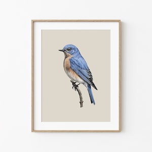 Eastern Bluebird Print, Minimal Animal Digital Printable Art, Singer Bird Nature Drawing, Bird on a Branch Wall Decor, Nursery Wall Design