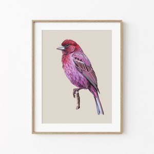 Purple Finch Print, Minimal Animal Digital Printable Art, Exotic Bird Nature Drawing, Bird on a Branch Wall Decor, Nursery Wall Decoration