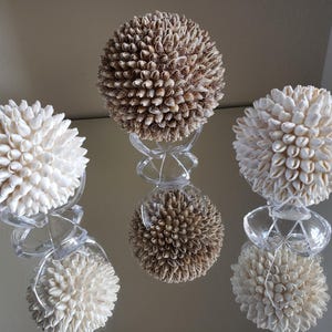 May include: Three decorative spheres made of small seashells, in shades of white and tan, are displayed on clear, twisted glass stands. The spheres are arranged on a reflective surface, creating mirrored reflections.
