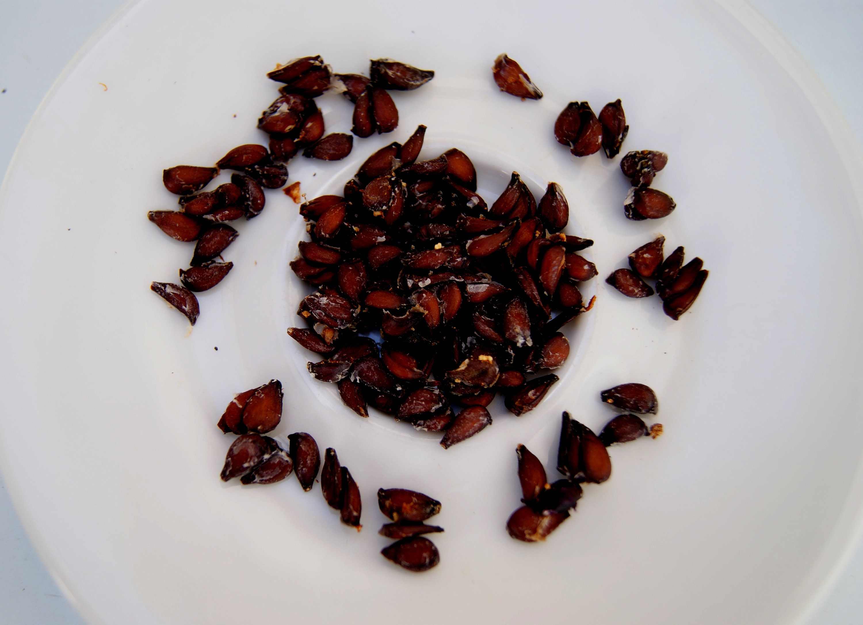 Quince Quince Seeds Fresh Quince Seeds Seeds for Planting. Etsy Canada