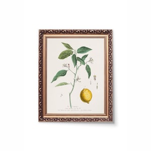 Lemony. Vintage botanical watercolor and pencil illustration art print