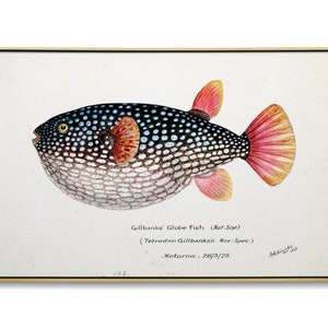 Globefish. Antique scientific watercolor and pencil illustration + Samsung Frame TV art