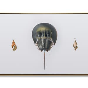 Horseshoe Crab & sea shells. Vintage scientific illustration for Samsung Frame TV