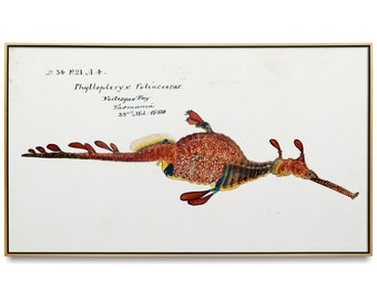 Seahorse. Antique scientific watercolor and pencil illustration + Samsung Frame TV art