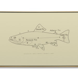 Brook Trout Diagram. Vintage trout diagram and Samsung Frame TV art