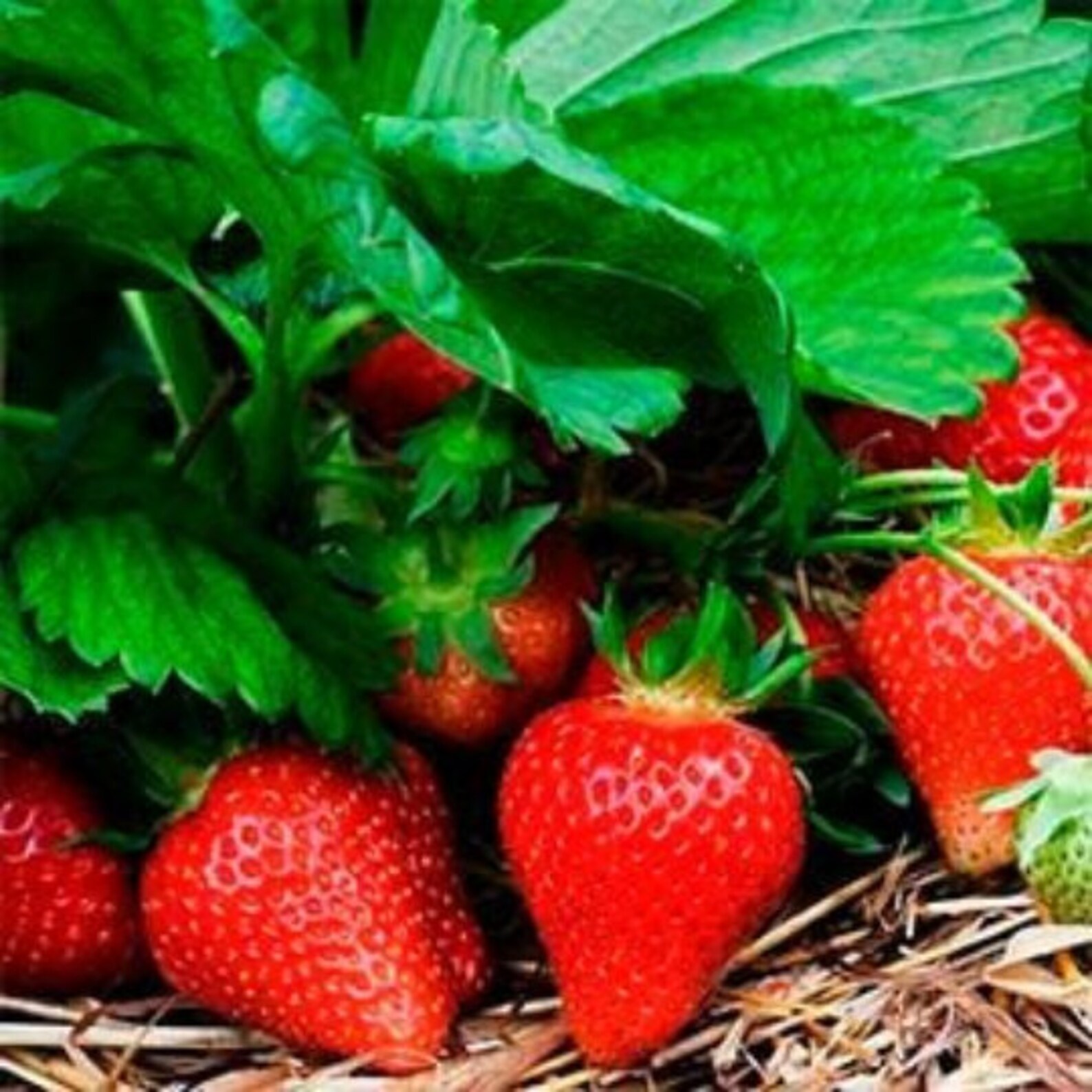 Organic Live Strawberry Everbearing plant soon to grow