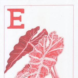 E is for Elephant Ears