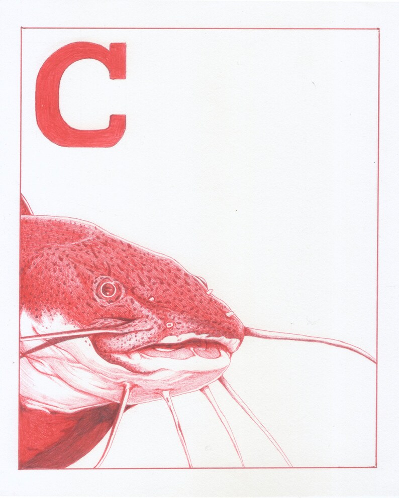 C is for Catfish C is for Catfish