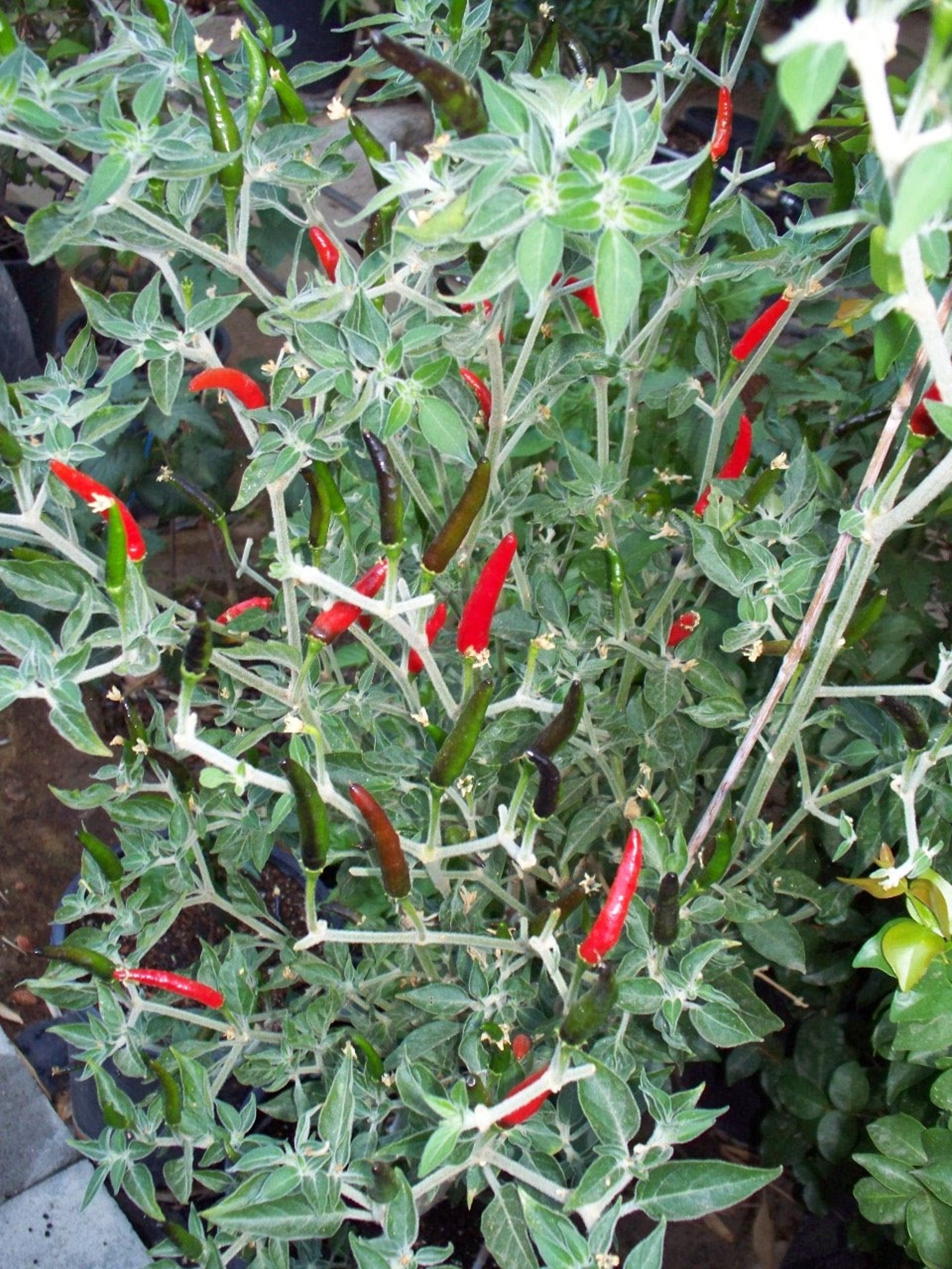 Vietnamese Super Hot Chili Pepper Ớt Lông. From My Backyard. Etsy