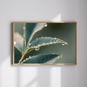 May include: A framed print showcasing close-up of green leaves with water droplets. The leaves are a vibrant green, with droplets of water clinging to their edges. The background is a soft, blurred green, creating a natural and serene aesthetic. The frame is light wood.