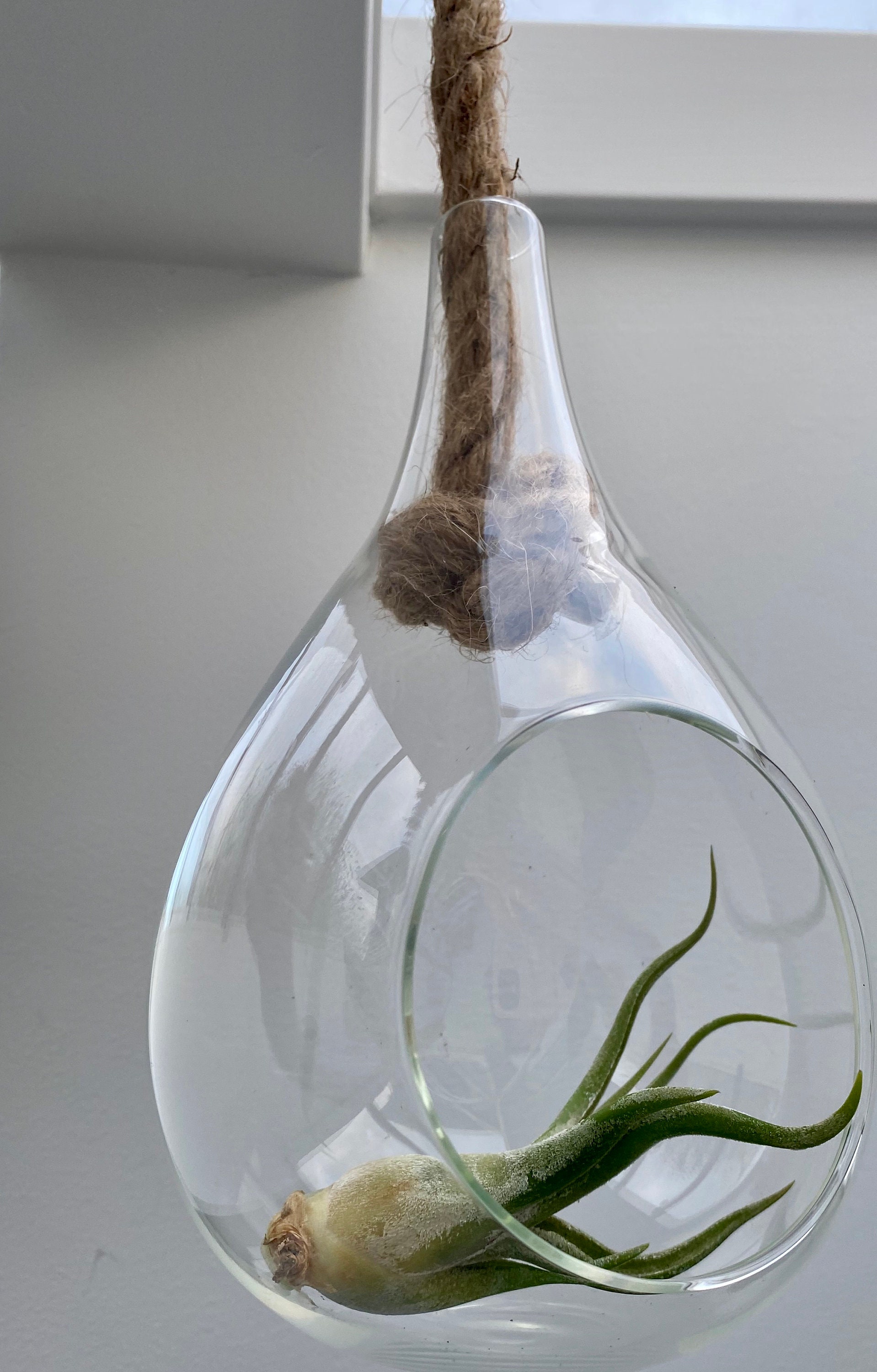 Glass Plant Holder with Rope Terrarium Plant Hanger Air Etsy