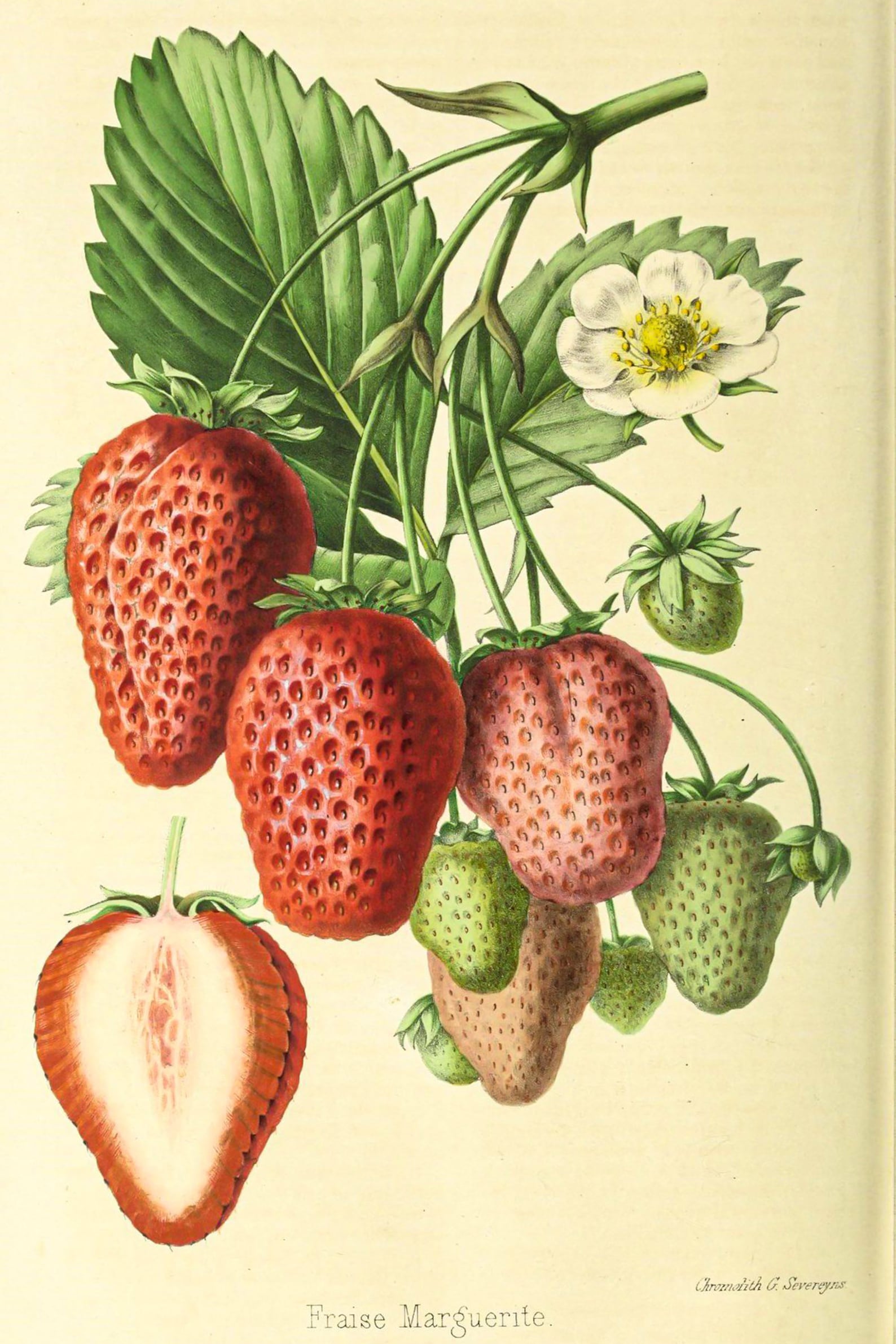 BOTANICAL Vintage Poster AESTHETIC Wall Collage Kit 112 Pcs Etsy Canada