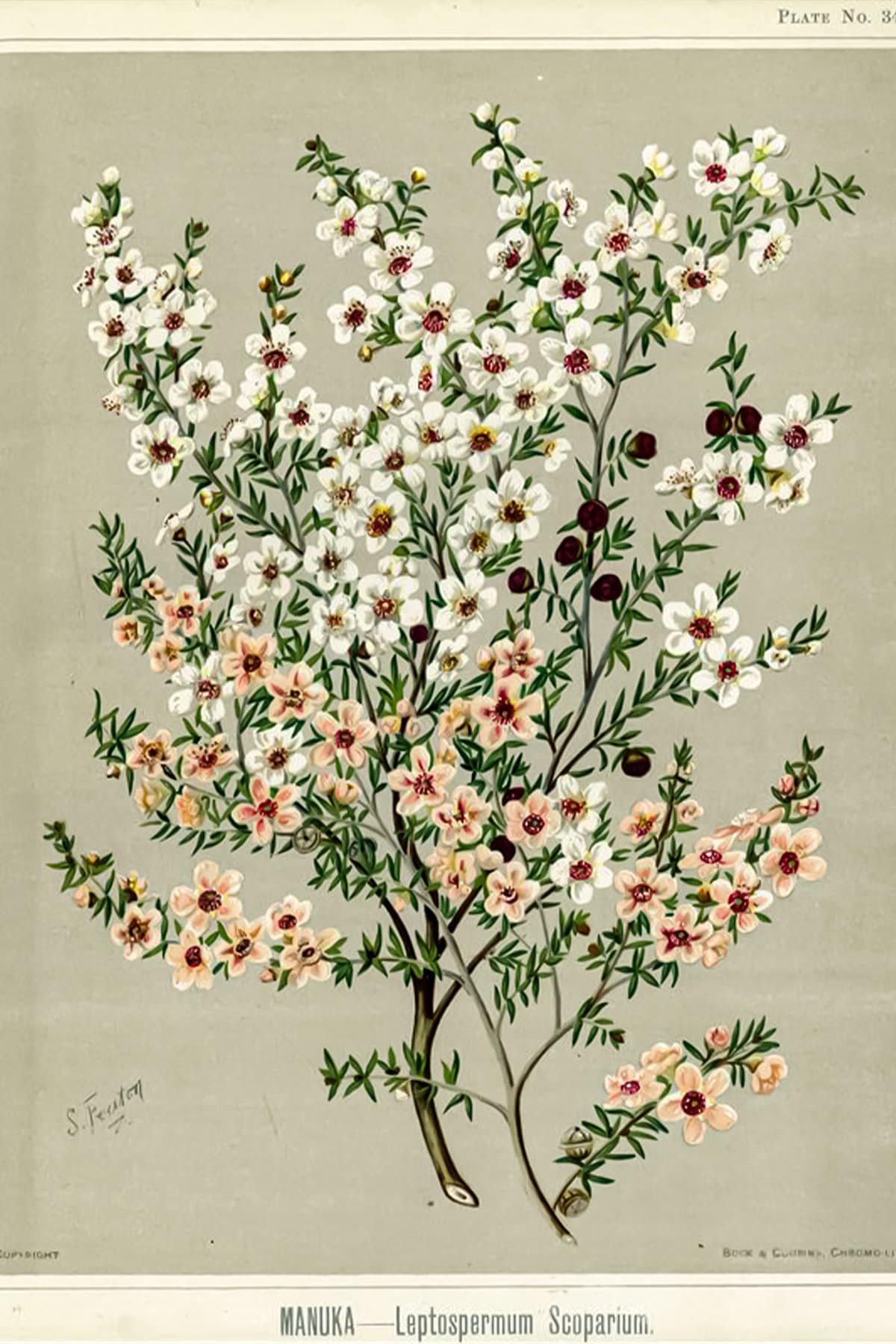 BOTANICAL Vintage Poster AESTHETIC Wall Collage Kit 112 Pcs Etsy