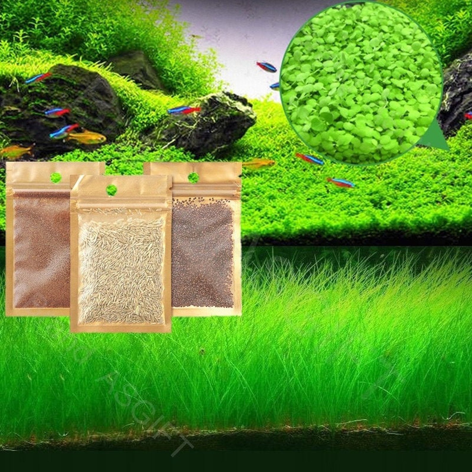 Aquarium Plants seeds Carpet Aquarium Grass Moss / Lawn Etsy