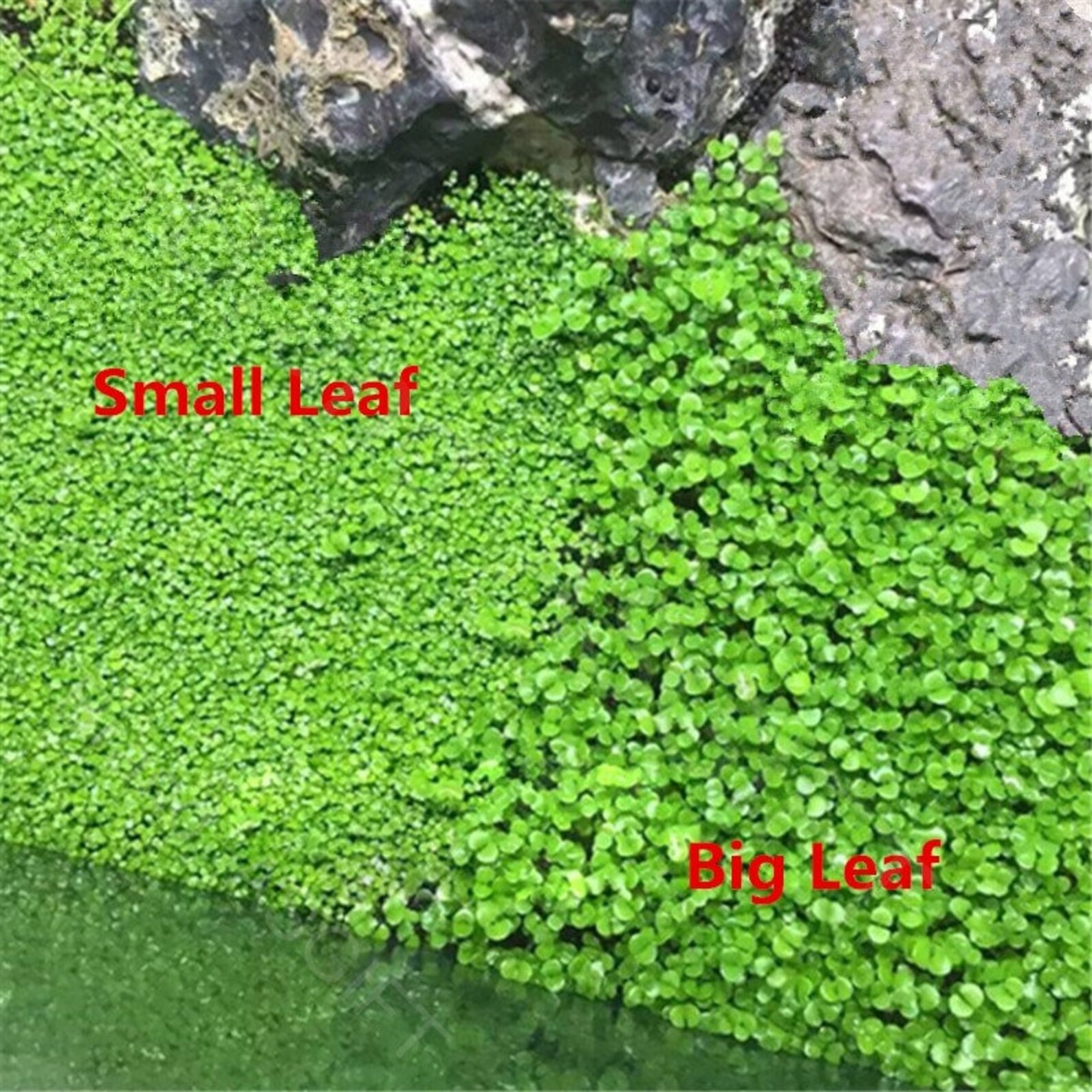 Aquarium Plants seeds Carpet Aquarium Grass Moss / Lawn Etsy