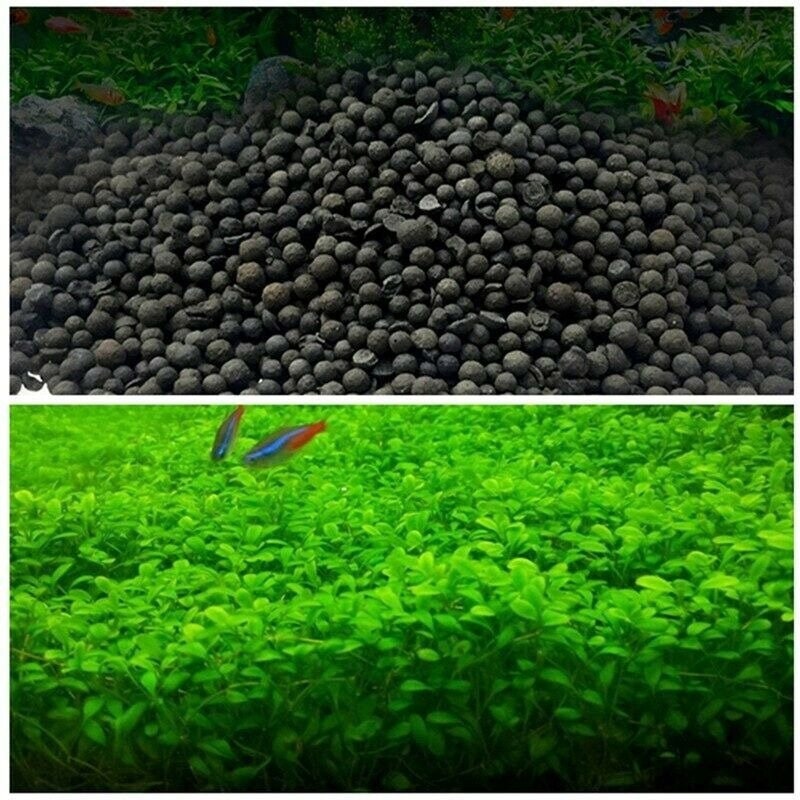 Anubias Aquarium Plant Zaden Grond Aquarium Geplant Substraat Etsy
