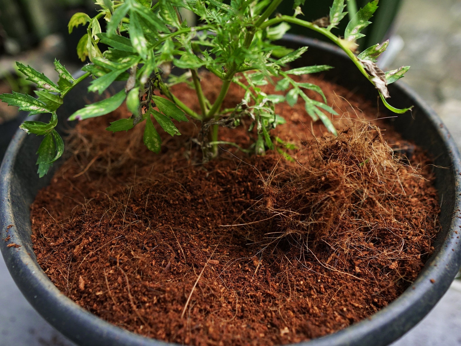 Coco Coir For Plants