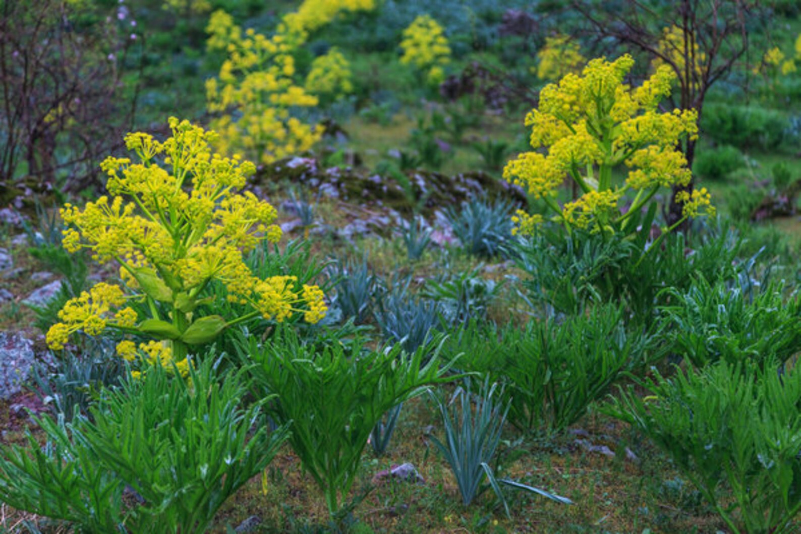 Whole Asafoetida Organic Asafoetida Whole Hing raw Whole Etsy