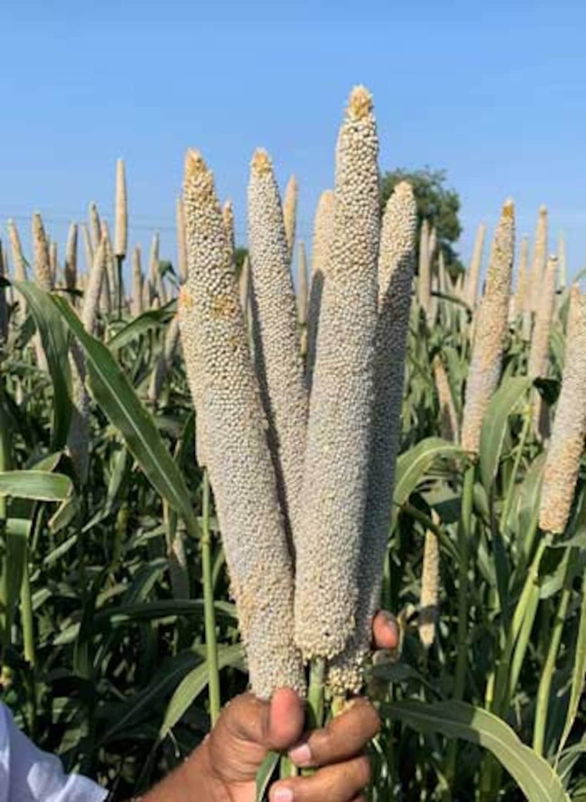 100 Organic Whole Pear Millet Bajra green world hybrid Etsy