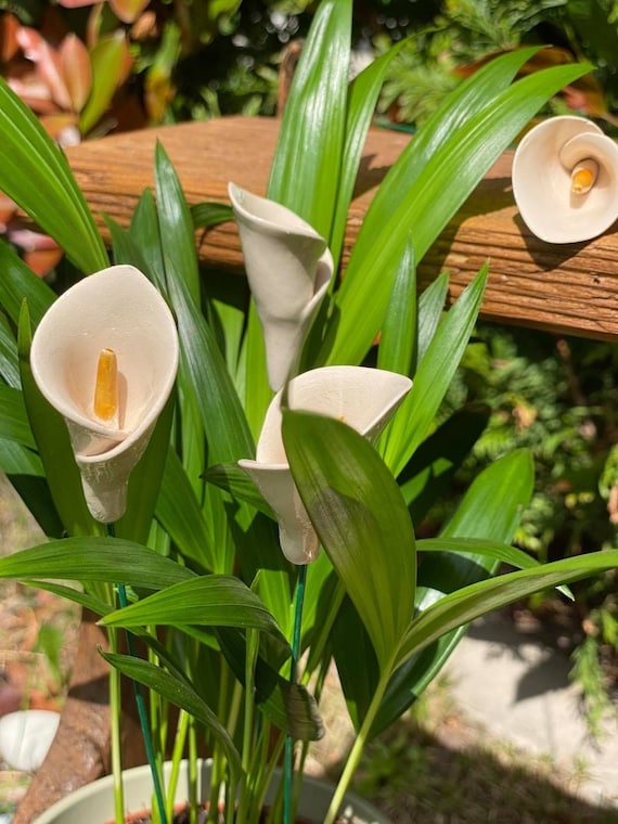 strelitzia nicolai pflegeleicht Strelitzia Nicolai