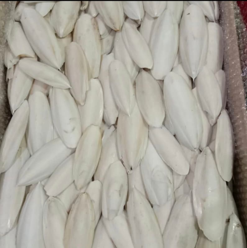 May include: A close-up image of a pile of white cuttlebone. The cuttlebone is a natural product that is often used as a calcium supplement for birds and reptiles.