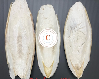 Medium Natural Cuttlebone Cuttlefish Bone Bird, Reptile, Turtle Food Calcium Supplement Bird Treat 6"++