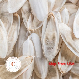 May include: A close-up image of a pile of white, dried cuttlebone. The cuttlebone is a natural, calcium-rich treat for pets.