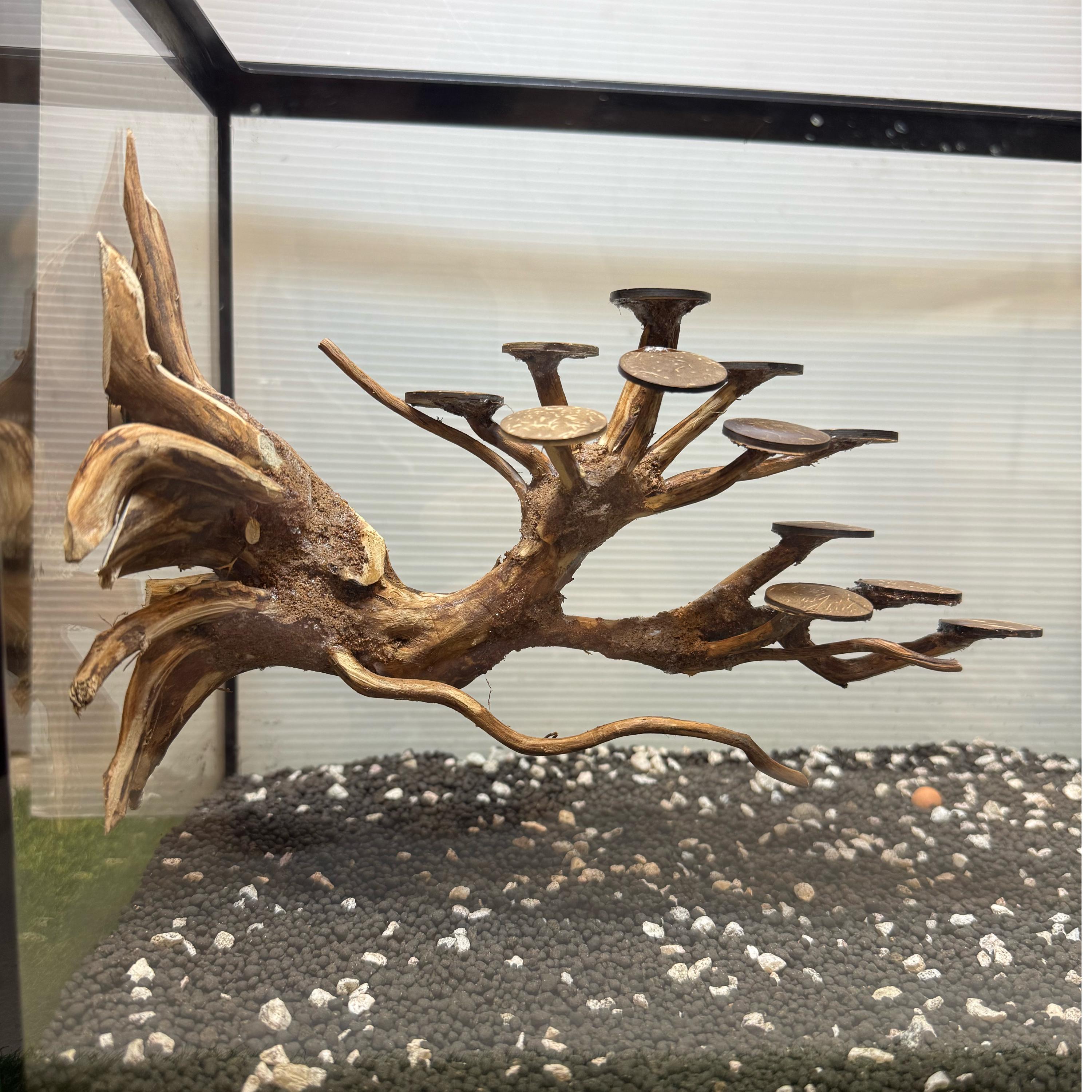 Aquarium Driftwood Hardscape Tree Aquarium for Small Fish Tank - Etsy