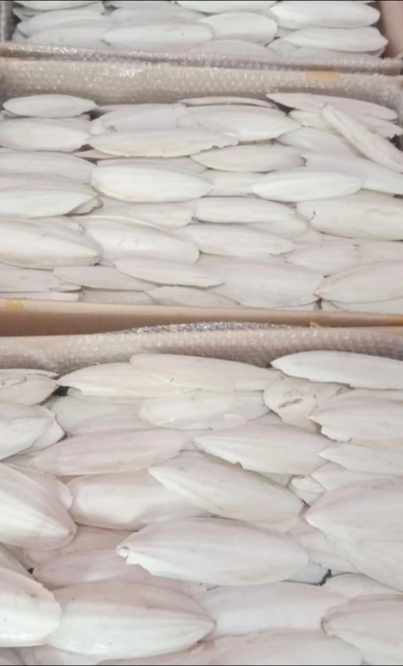 May include: A close-up view of a large pile of white cuttlebone. The cuttlebone is arranged in a neat, organized pattern.