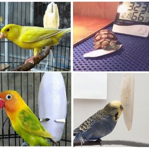 May include: A collage of four images featuring different birds and a turtle. The top left image shows a yellow canary perched on a branch in a cage. The top right image shows a small turtle on a blue mat with a digital thermometer displaying 32.3 degrees Celsius. The bottom left image shows a pair of lovebirds perched on a branch in a cage. The bottom right image shows a blue and green parakeet perched on a branch with a white object hanging above it.