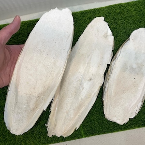 May include: Three off-white, elongated cuttlefish bones are displayed against a green background. The bones have a textured surface and irregular edges. The cuttlefish bones are a natural product.