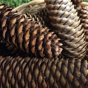 Southern white pine cones - arts & crafts - by owner - sale - craigslist