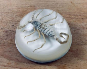 Real Scorpion Paperweight In Resin Dome With Felt Bottom