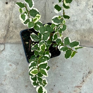 Variegated Creeping Fig Ficus Pumila image 1