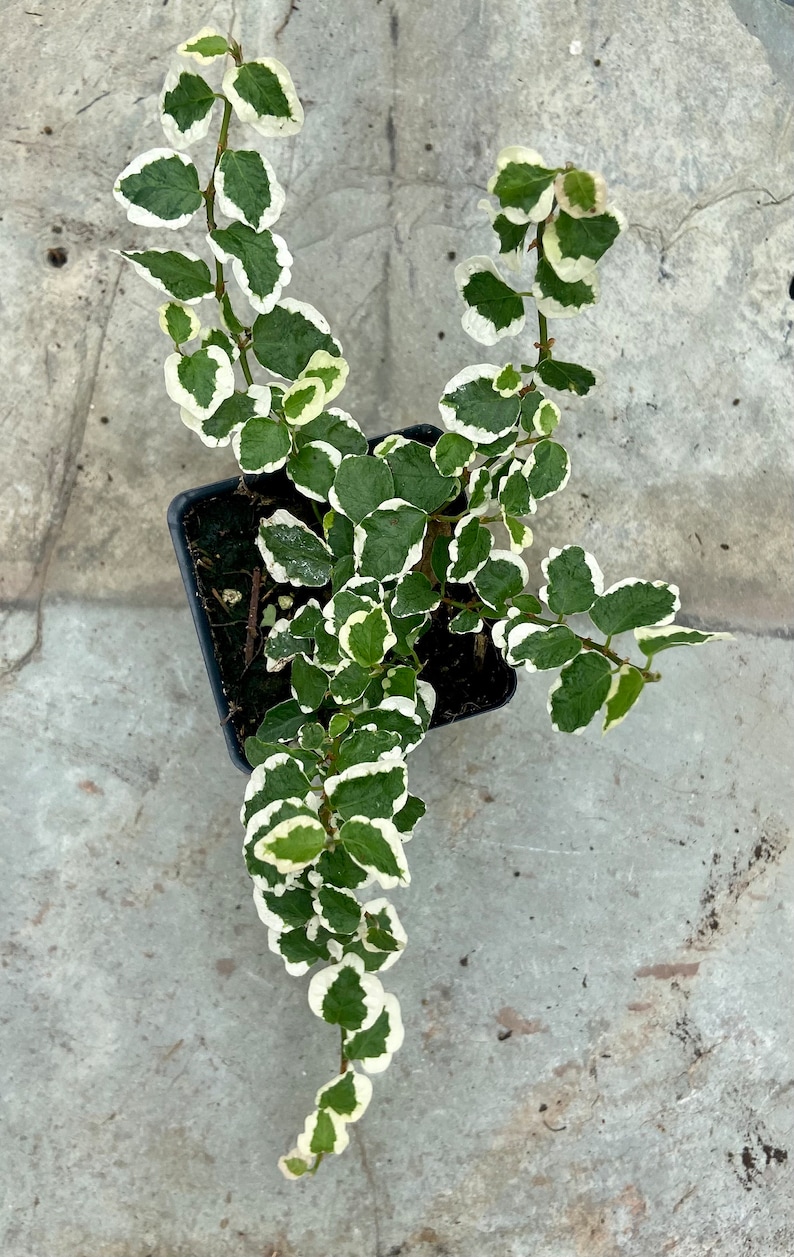 Variegated Creeping Fig Ficus Pumila image 1