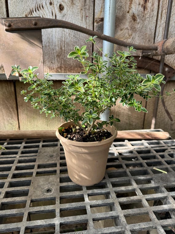Serissa Bonsai Tree of a Thousand Stars 6inch Pot, White Flowers