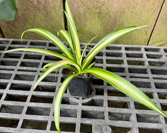 Varigated Spider Plants, Fully Rooted in 3 inch Pots