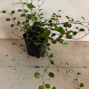 May include: A potted plant with small, round, green leaves and thin, dark stems. The plant is in a square black pot and has trailing vines. The background is a light-colored, textured surface.